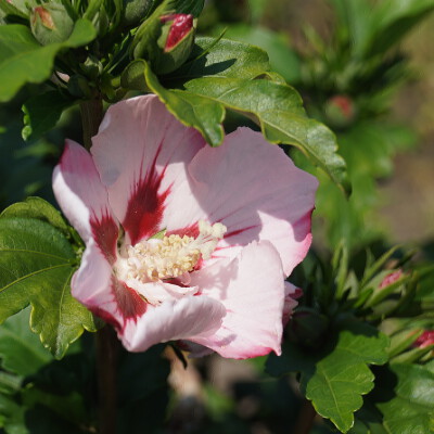 Hibiscus syriacus 'Hamabo' (1)